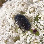 Trauer-Rosenkäfer (White-spotted Rose Beetle, Oxythyrea funesta)