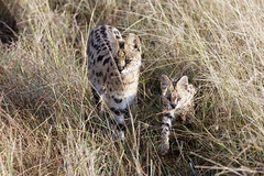 Serval cat and cub