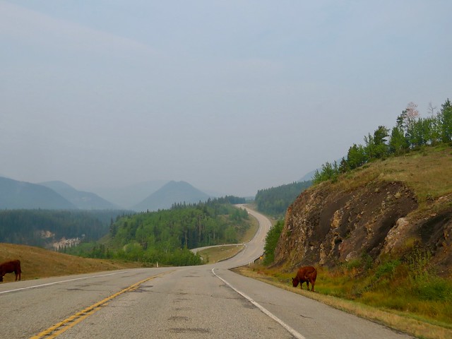 Prairie Mountain Hike - Smoky air and cows on the road there