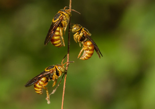 colombia bee bijen