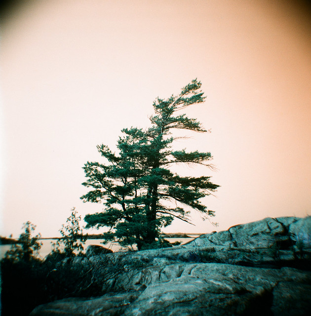 island pines