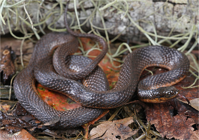 Delta Swamp Snake (Liodytes rigida deltae)