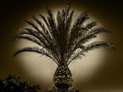 Autumn by oybay©, sunset pond reflection mirror palmtree palm tree mountain silhouette vistancia arizona photoshop chr