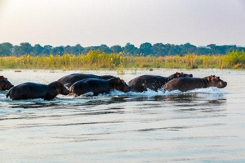 zambesi river hippopotamus africa zambia provinciameridionale zm