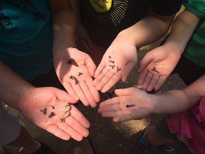 Shark teeth in the hands of many tiny humans happy to have found their treasure that links them to an ancient past.