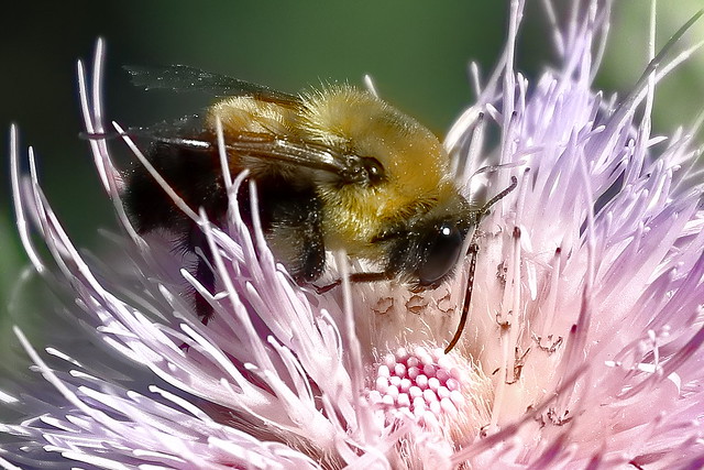 Bumble Bee Close Up
