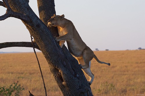 lion lioness tree climbing jump jumping serengeti tanzania africa cat bigcat feline savana sunrise pentax pentaxk3ii sigma sigma50500 bigma sigmaart pentaxart nationalgeographic africageographic