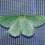 Grünes Blatt (Large Emerald, Geometra papilionaria)