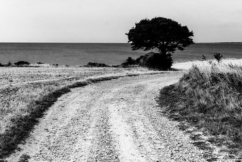 tree bend road sea horizon landscape lyø denmark