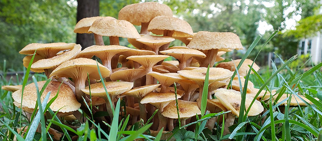 Honey Mushrooms: Edible*