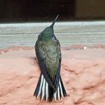 Männlicher Ecuador-Andenkolibri (Ecuadorian Hillstar, Oreotrochilus chimborazo)