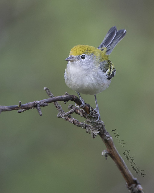 Chestnut-sided Warbler