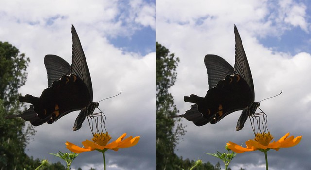 Papilio protenor, stereo cross view
