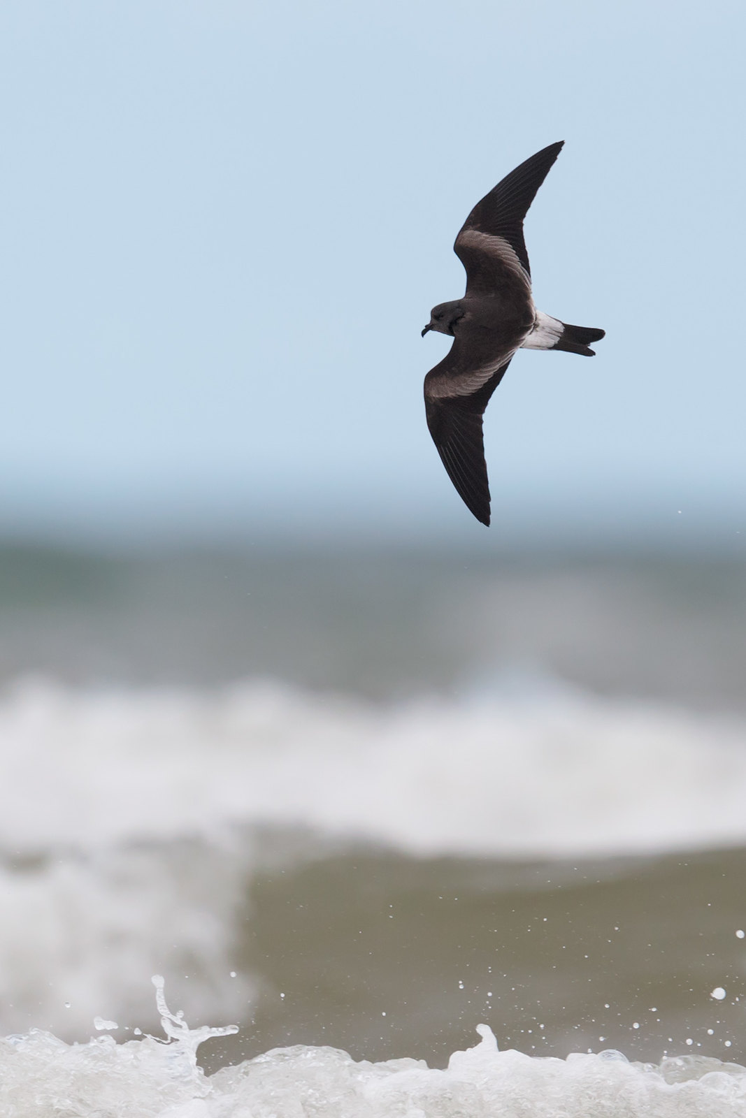 Hydrobates leucorhous | Leach's Storm Petrel | klykstjärtad stormsvala