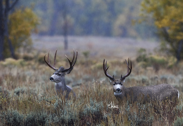 Mule Deer Bucks in the Rain - 2100b+