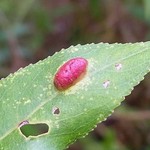 Galle der Weiden-Gallenblattwespe (Willow Redgall Sawfly, Pontania proxima)