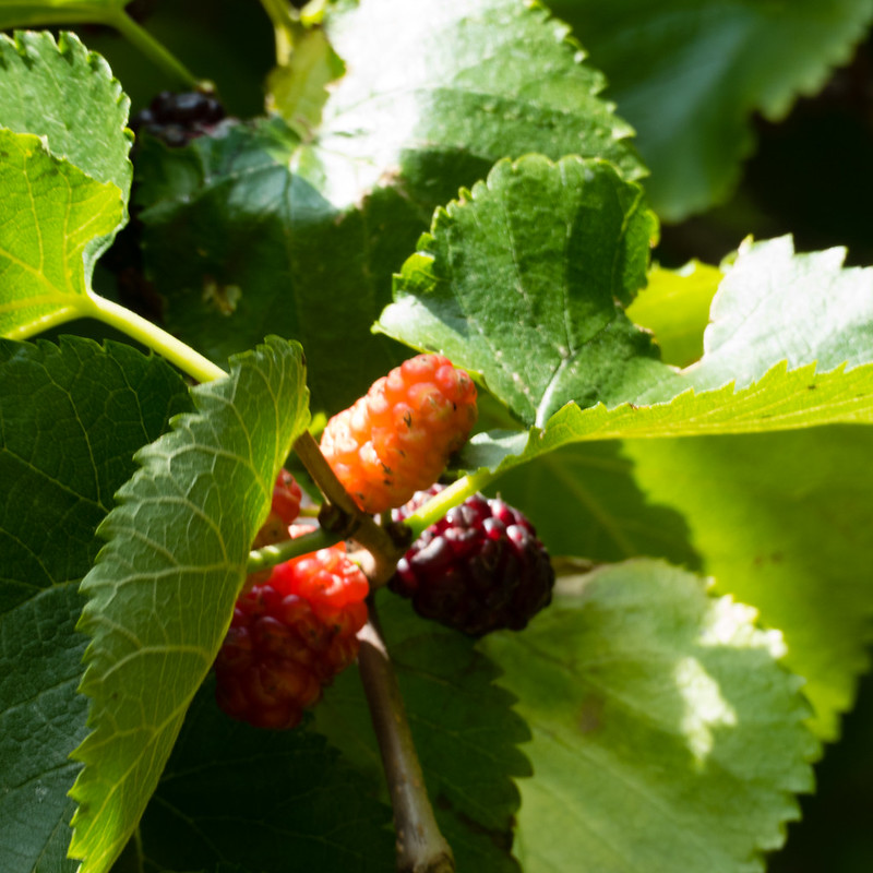 Green, red, black: ripening mulberries