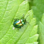 Prächtiger Blattkäfer (Dead-nettle Leaf Beetle, Chrysolina fastuosa)