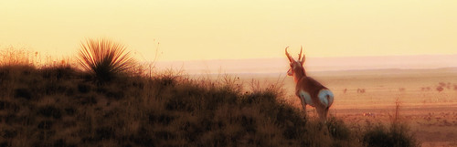 september 2018 pronghorn co colorado eastern plains landscape animal sunrise