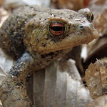Erdkröte (European Toad, Bufo bufo)
