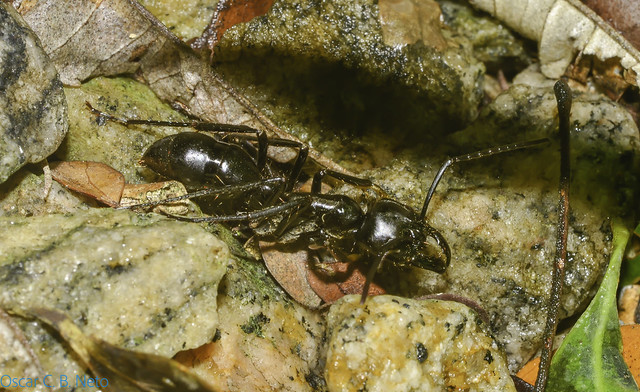 Dinoponera cf. quadriceps (Kempf, 1971) - Tocandira / Giant Amazon Ant