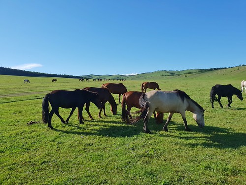 mongolia horse