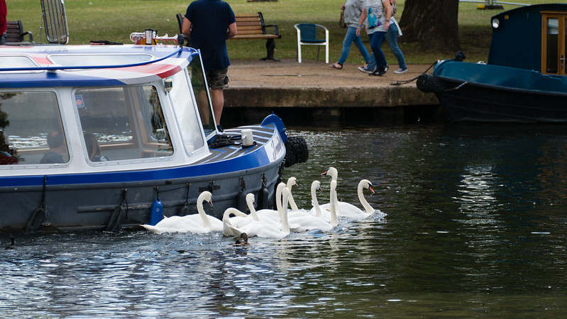 Follow that boat (Avon swans)