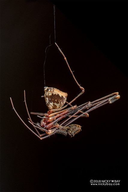 Assassin spider / Pelican spider (Eriauchenus sp.) - DSC_9956
