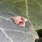 Efeuwickler (Ivy Leafroller Moth, Clepsis dumicolana)