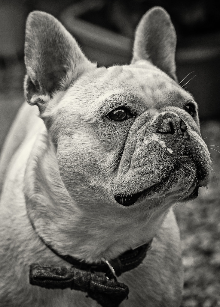 Dog Portrait Albi the Frenchie (Monochrome) (Olympus OM-D … | Flickr