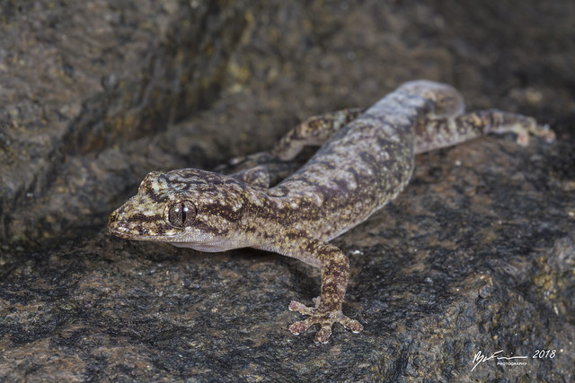 Rock Zigzag Gecko