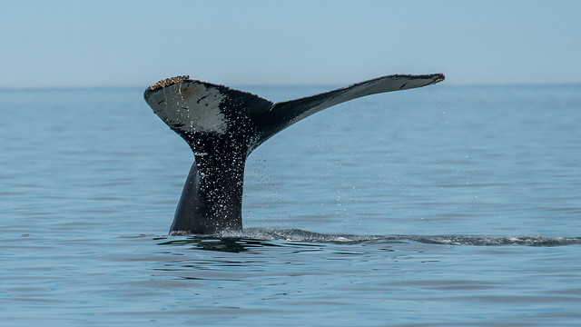 Humpback Whale - 4919