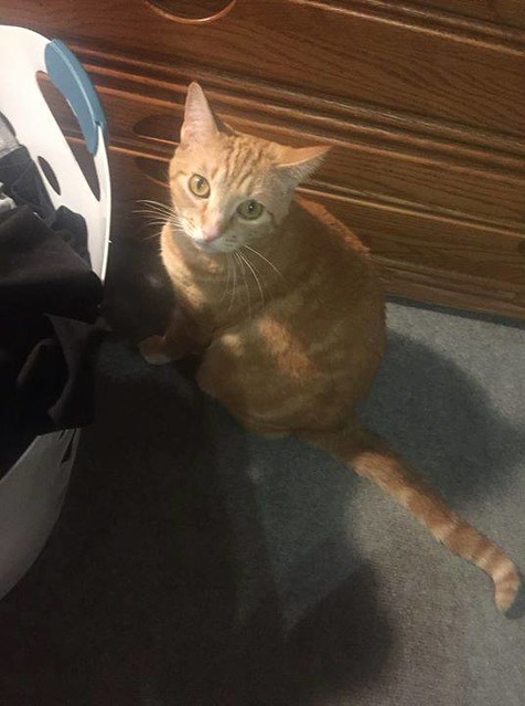 Lost cat orange 2 year old in Calgary #Airdrie in ravenslea south area. Pls watch share & RT YYC Pet Recovery shared Danielle Gloria Marie Niebergall's post. Lost my 2 year old cat last night in Calgary Airdrie in ravenslea south area. Please message me i