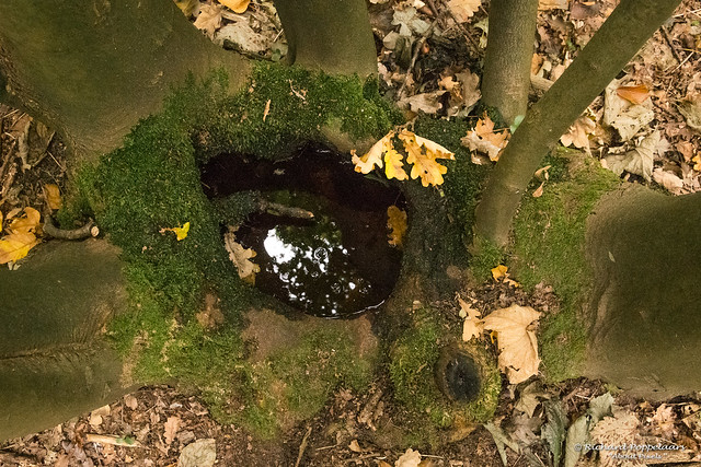 Natuurlijke watertje -in- een boom - Landgoed Mildenburg - Oostvoorne/NL