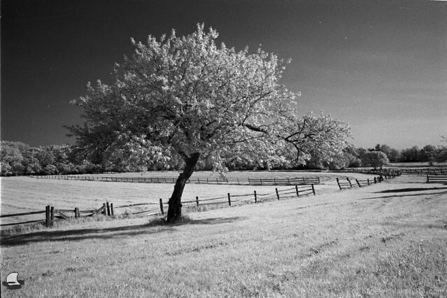 A Tree by the Fence (NFE_0269)