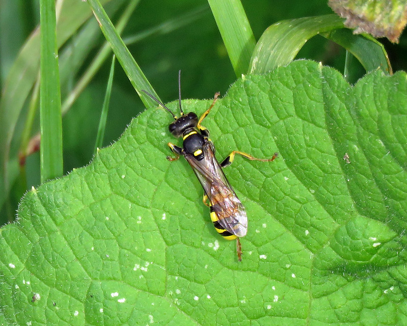 Mellinus arvensis - Field Digger Wasp [A]