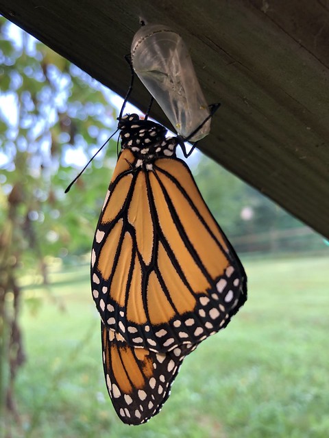 Monarch butterfly fresh from the chrysalis