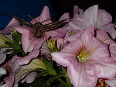 TW643: Hummingbird Moth