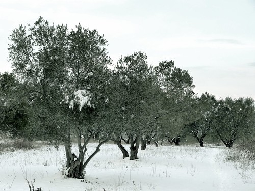 olive tree snow vegetation sky winter zadar dalmatia croatia