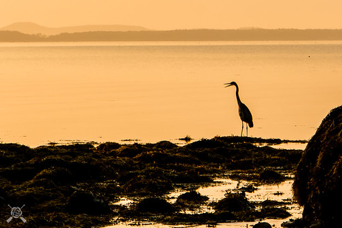 2018 belfast coast me maine mainecoast morninglight summer vacation birds silhouette egret dawn ocean sea bird