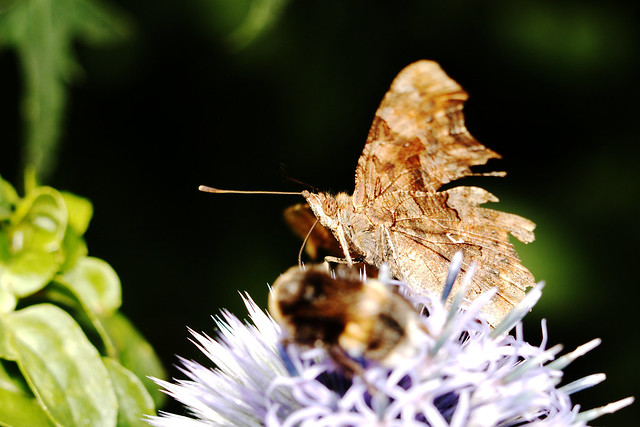 Comma Butterfly - polygonia c-album