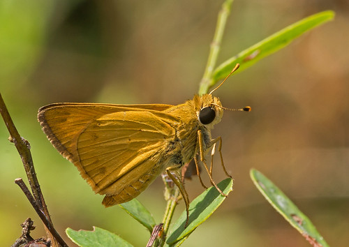 colombia vlinder butterfly hesperiidae
