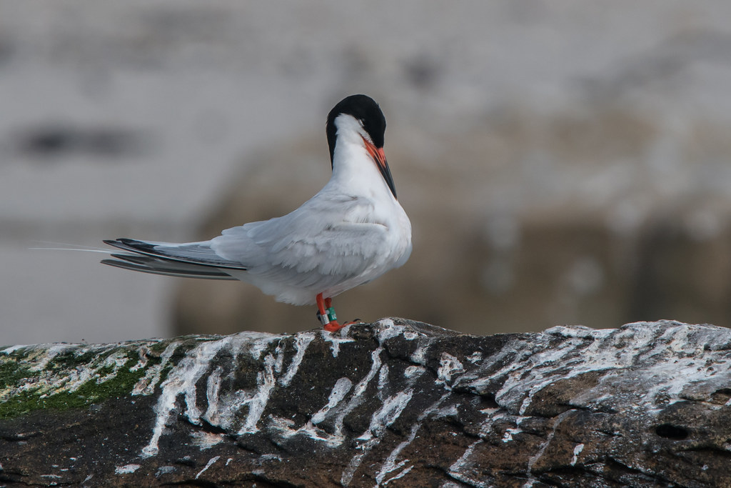 The Future's looking Rosy for Europe's rarest breeding seabird.