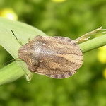 Gemeine Getreidewanze (Wheat Bug, Eurygaster maura)