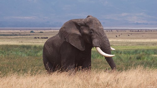 africa ngorongoro crater tanzania sigma sigma50500 pentax pentaxk3ii sigmaart bigma pentaxart elephant tusker bigtusker tusk ellie