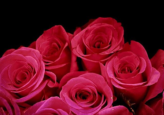 #Roses #flowers #petals #redvelvet #red #redroses #🌹 #naturephotography