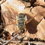 Hottentottenfliege (Hottentot Bee-fly, Villa hottentotta)