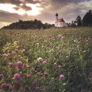 Blooming Clover Field