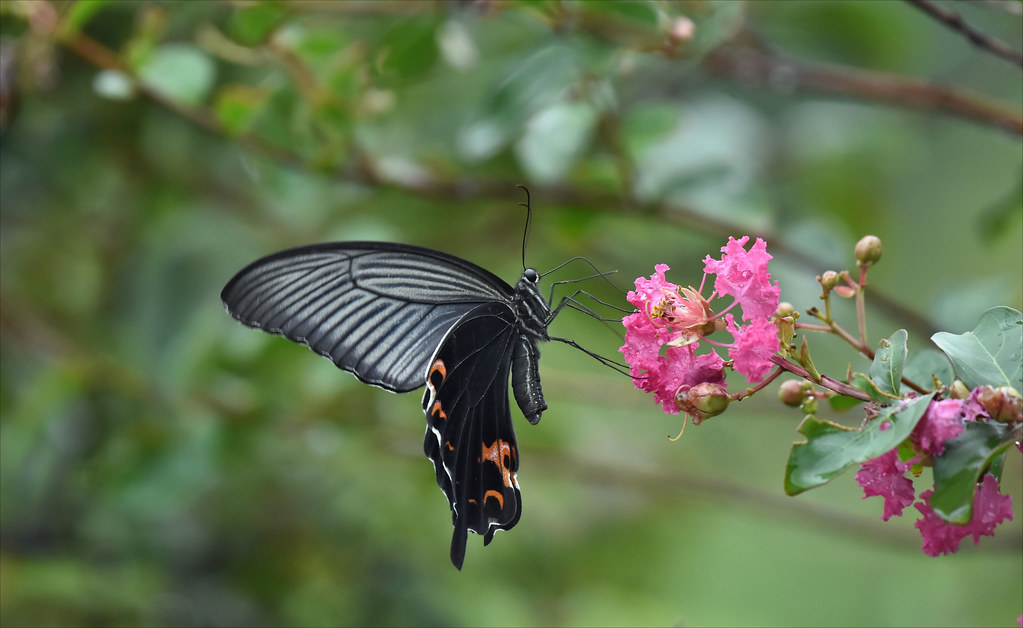 남방 제비 나비