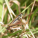 Roesels Beißschrecke (Roesels Bush-Cricket, Roeseliana roeselii), Weibchen